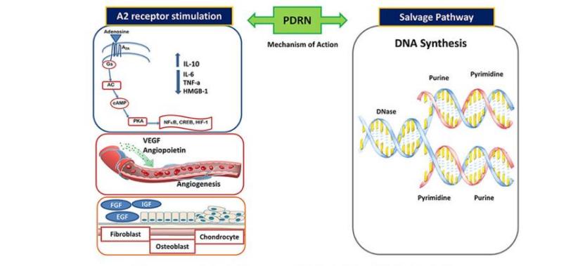 PDRN,再生醫學,護膚前沿,皮膚微生態,安全性評估