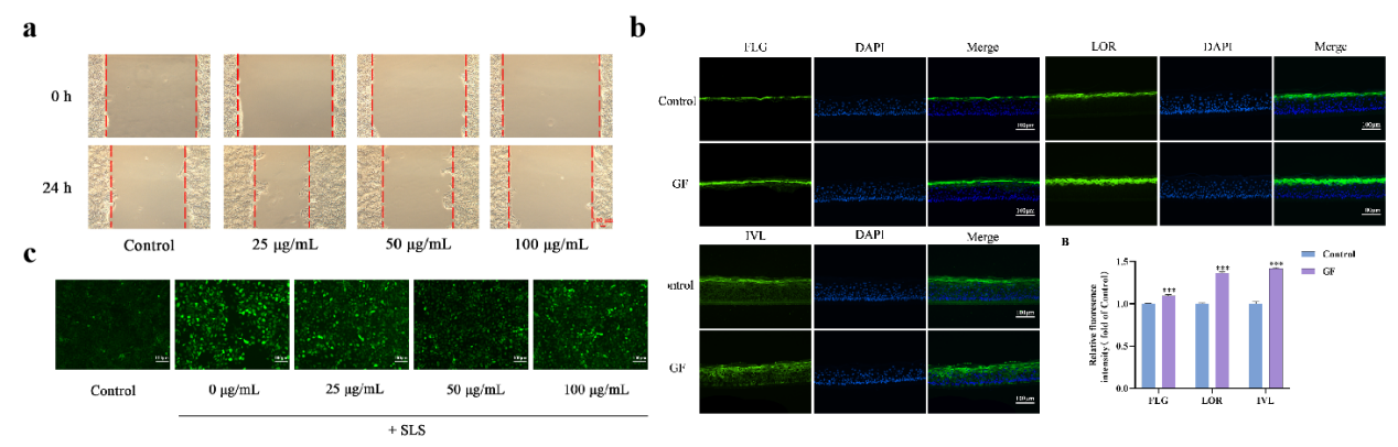 PDRN,再生醫學,護膚前沿,皮膚微生態,安全性評估