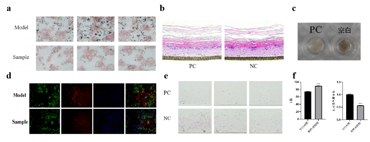 PDRN,再生醫學,護膚前沿,皮膚微生態,安全性評估