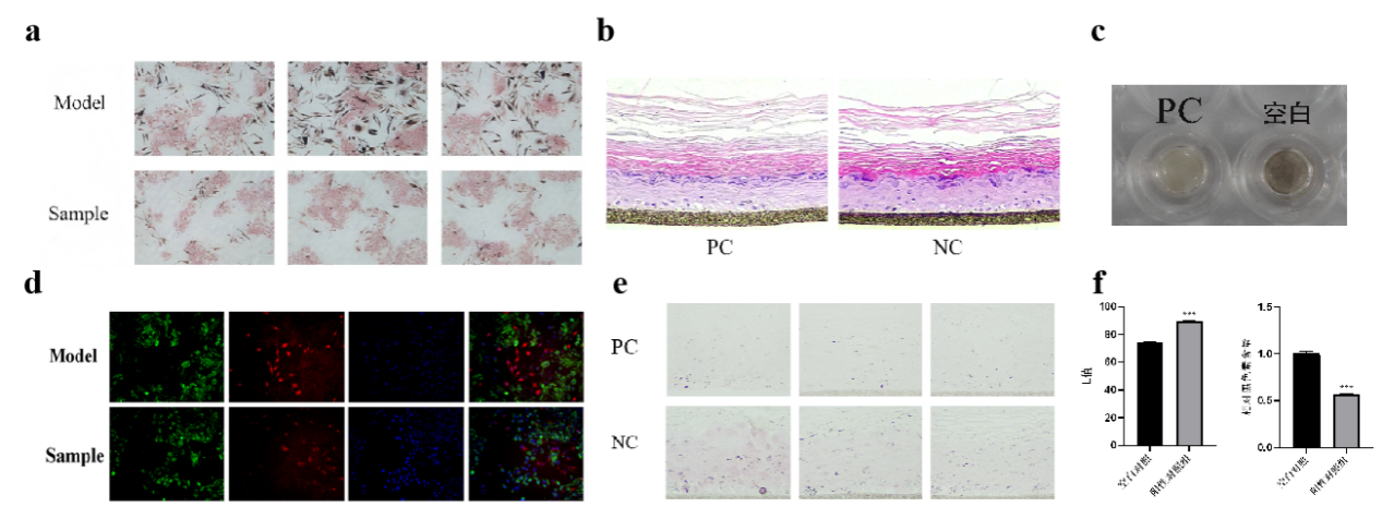 SCI期刊,科新生物,君裕集團,梔子提取物,增強,表皮屏障機制